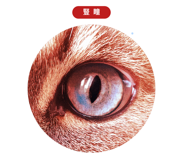 20250801 牛的眼睛官網_工作區域 1 複本.jpg