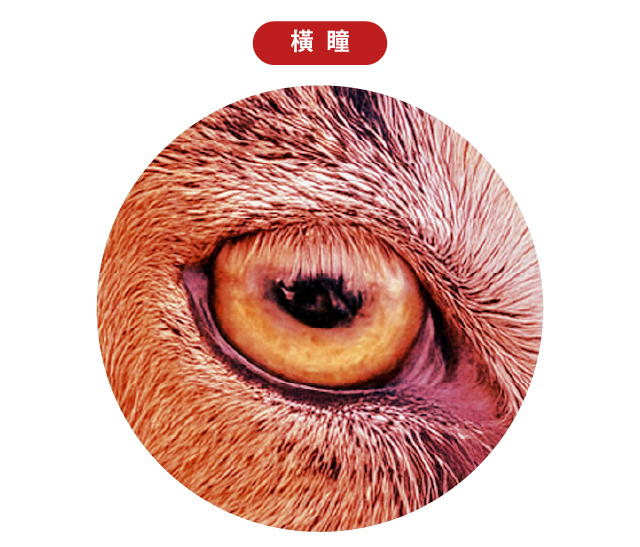 20250801 牛的眼睛官網_工作區域 1 複本 2.jpg