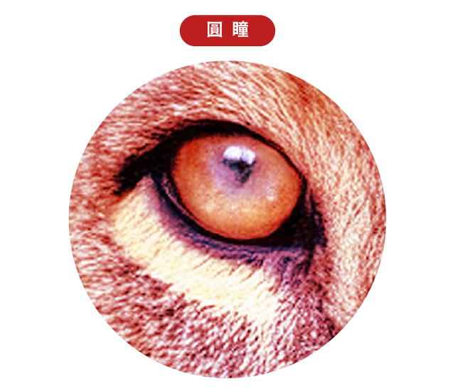 20250801 牛的眼睛官網_工作區域 1 複本 3.jpg