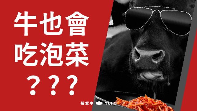 牛也會吃泡菜？